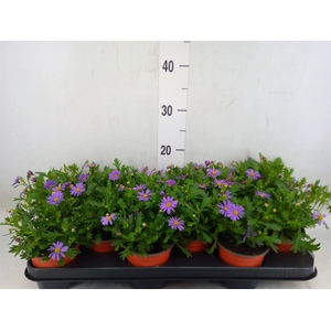 Brachycome  'Brasco Violet'