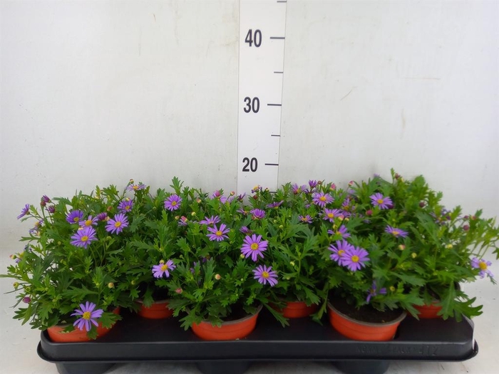 <h4>Brachycome  'Brasco Violet'</h4>