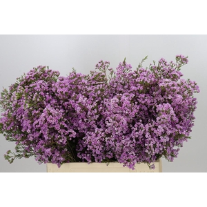 Chamelaucium Pirouette