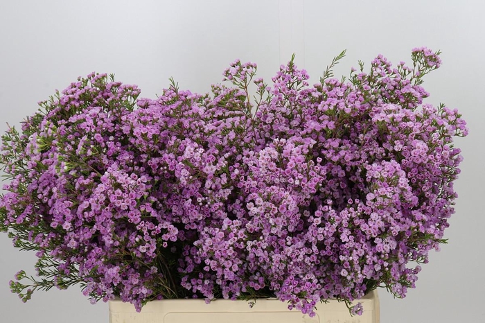 <h4>Chamelaucium Pirouette</h4>