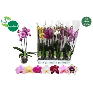 PHAL GEM 7 KL