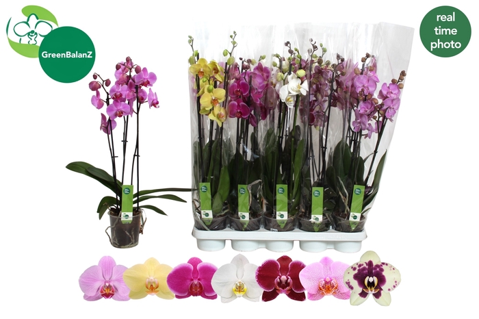 <h4>PHAL GEM 7 KL</h4>