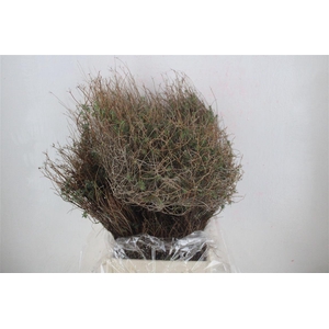 Euph Spinoza Long 500gr P Bunch