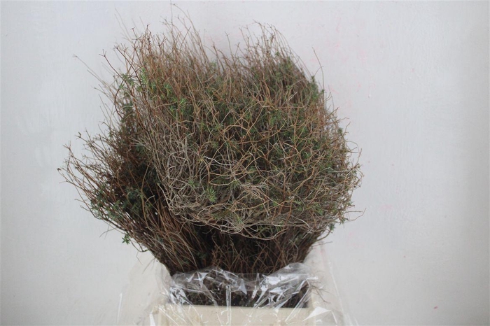 <h4>Euph Spinoza Long 500gr P Bunch</h4>