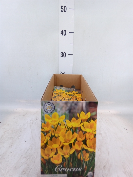 <h4>Crocus   ...flowerbulbs</h4>