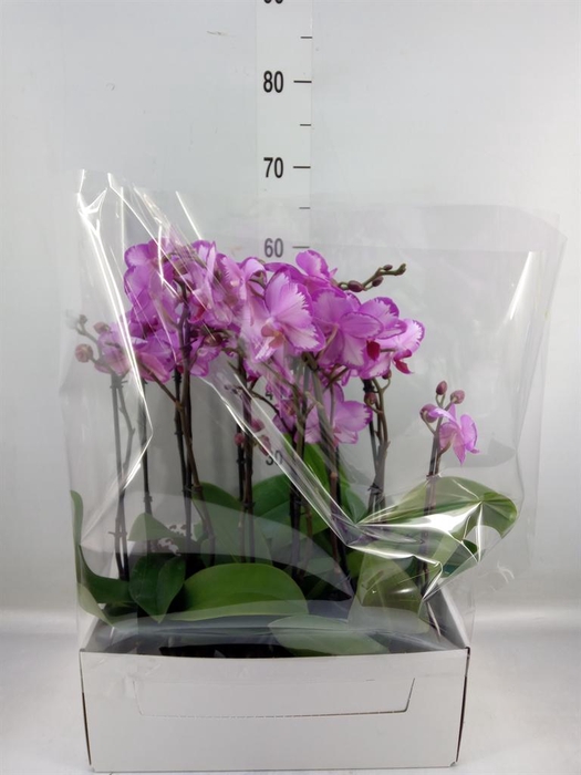 <h4>Phalaenopsis ...</h4>