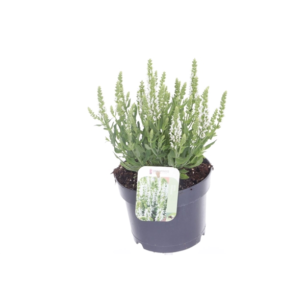 <h4>Salvia nemorosa Sensation White</h4>