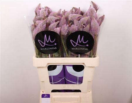 <h4>Ptilotus Ex Matilda</h4>