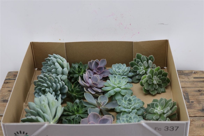 <h4>Echeveria Gemengd Klein X20</h4>