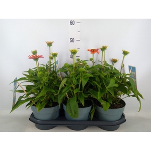 Echinacea  'Sombrero Adobe Orange'