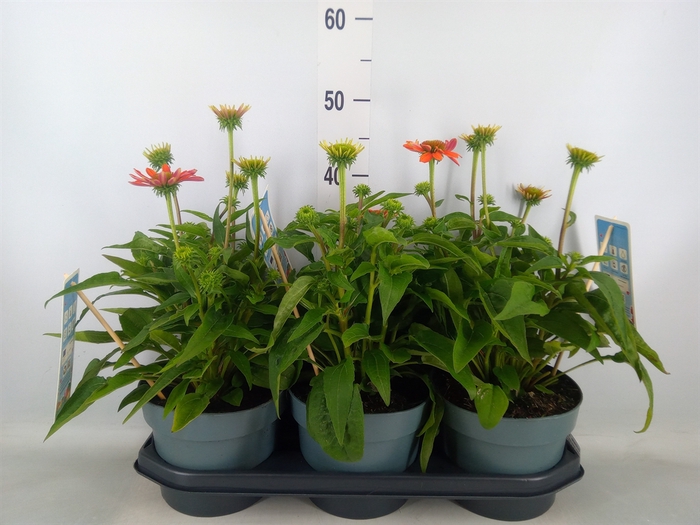 <h4>Echinacea  'Sombrero Adobe Orange'</h4>