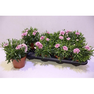 arr8 Dian Osc Purple Star