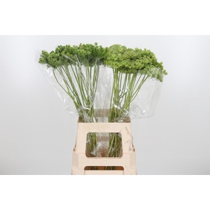 Ammi Majus Visnaga Zaad