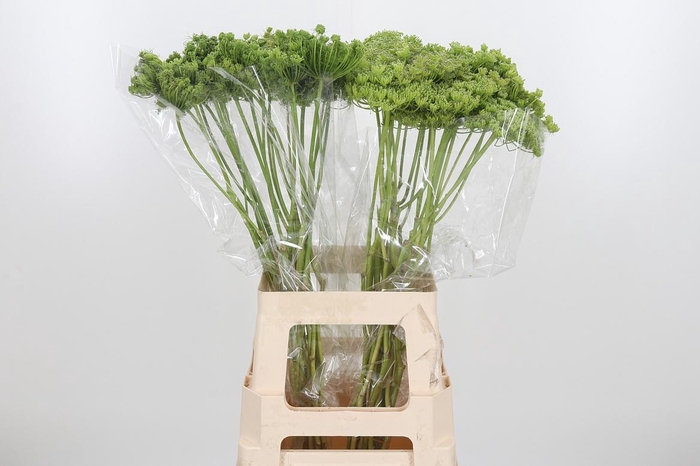 <h4>Ammi Majus Visnaga Zaad</h4>