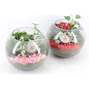 arr2 PL - Glas bol 285/5 - roze/rood