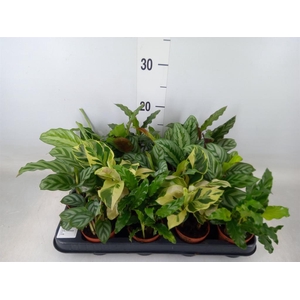 Calathea   ...mix
