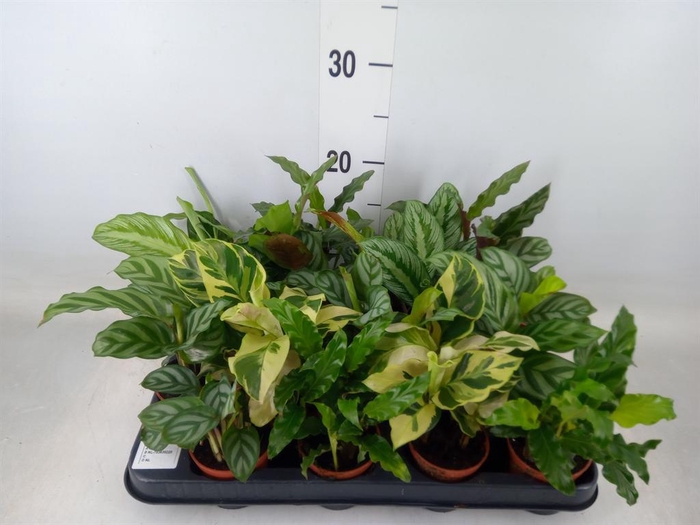 <h4>Calathea   ...mix</h4>