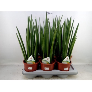 Sansevieria cyl.  ...