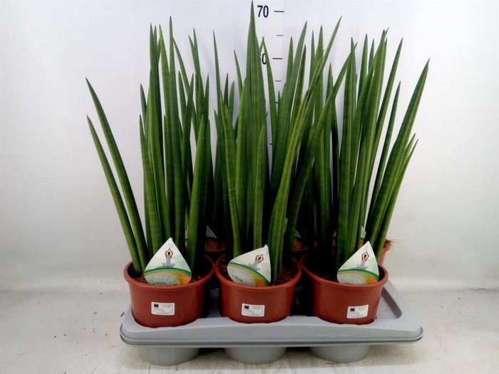 <h4>Sansevieria cyl. ...</h4>