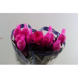 Chr G Kbh Tinted Cerise