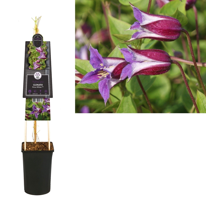 <h4>Clematis Prince William PBR +3.0 label</h4>