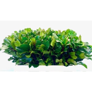 ILEX BL M BLU PRINCE