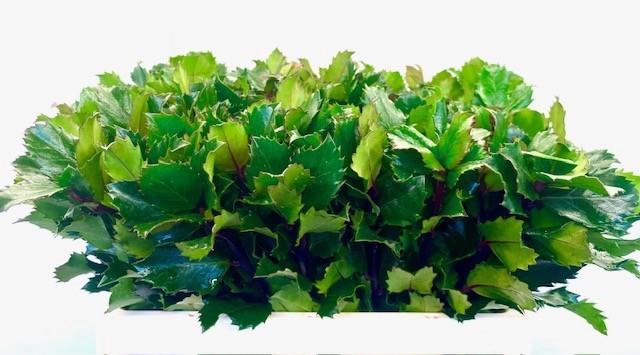 <h4>ILEX BL M BLU PRINCE</h4>