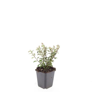 Cotoneaster radicans Eichholz