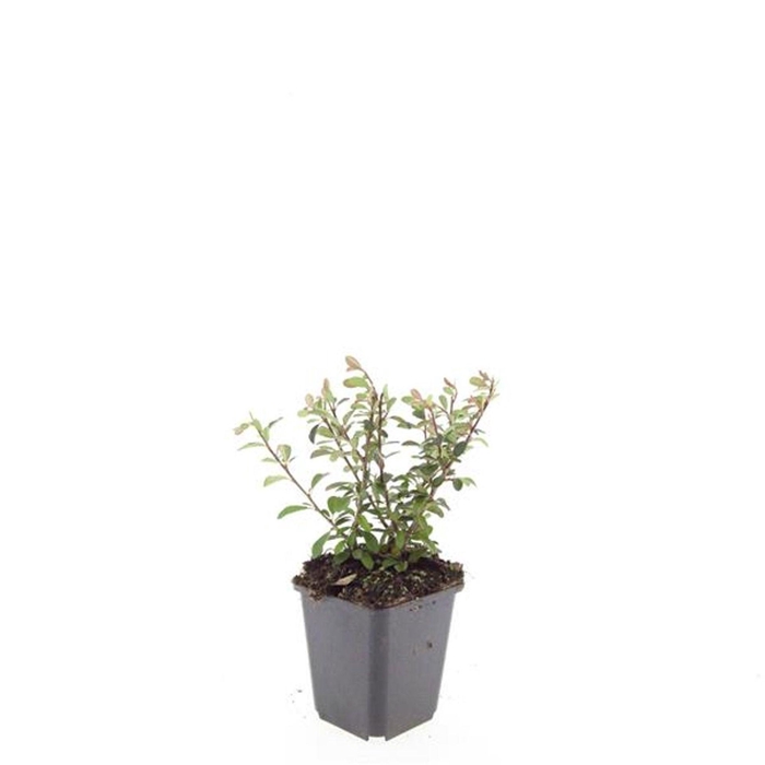<h4>Cotoneaster radicans Eichholz</h4>