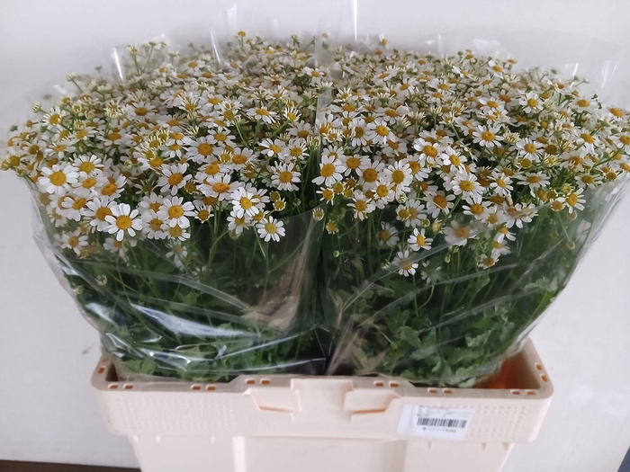<h4>TANACETUM PARTH. 'CAMERON'</h4>