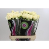 Dianthus St Apple Tea