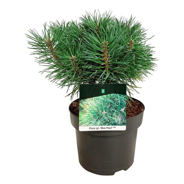 <h4>Pinus sylv. 'Blue Pearl' ®</h4>