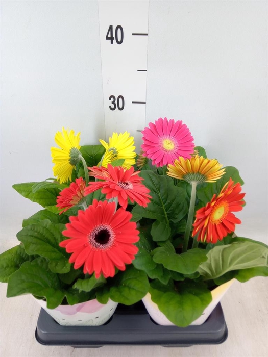 <h4>Gerbera  'Colourgame'   ...mix</h4>