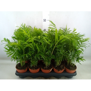 Chamaedorea elegans