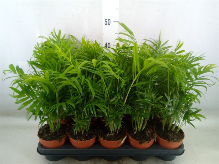 <h4>Chamaedorea elegans</h4>