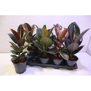 arr8 Fic El Ov Mixtray