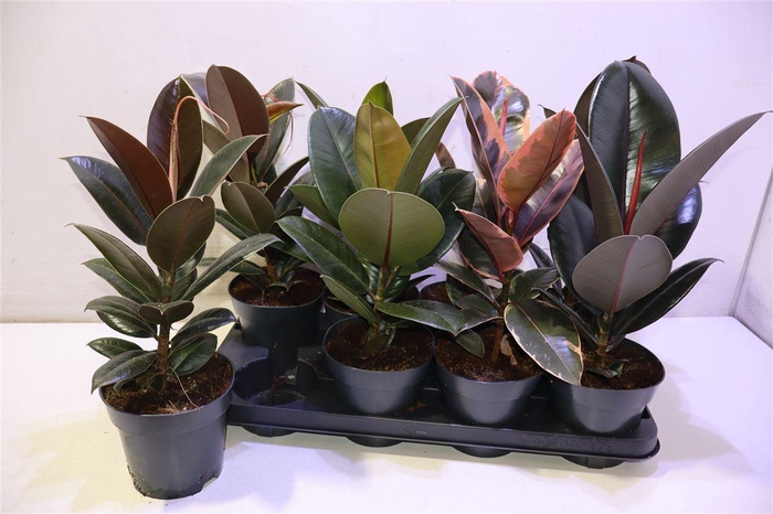 <h4>arr8 Fic El Ov Mixtray</h4>