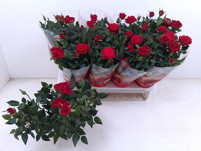 <h4>RO FAV RO RED</h4>