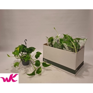 Epipremnum pinnatum hang