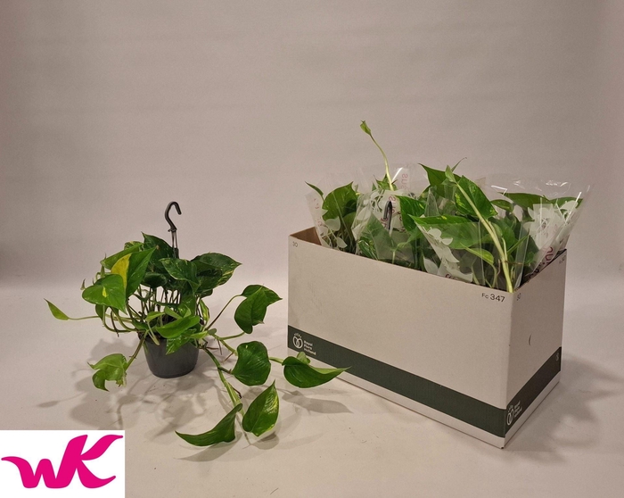 <h4>Epipremnum pinnatum hang</h4>