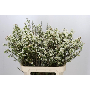 Chamelaucium Sirius