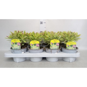 Euphorbia amygdaloides