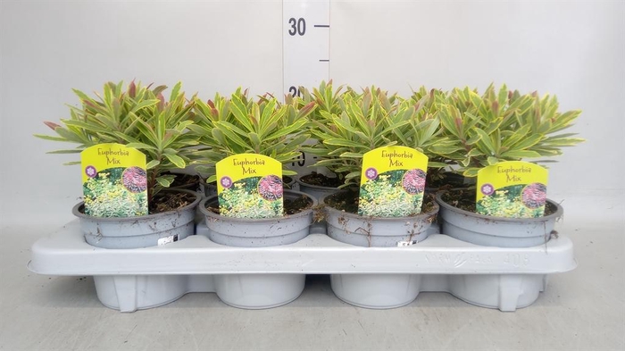 <h4>Euphorbia amygdaloides</h4>
