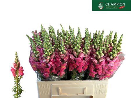 <h4>ANTIR POTO CHER ROSE</h4>