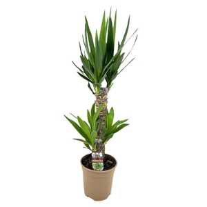Yucca