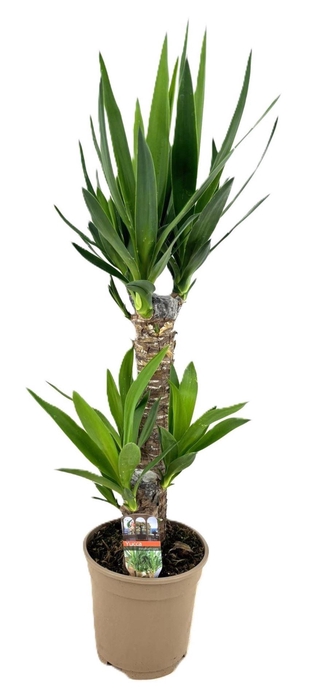 <h4>Yucca</h4>