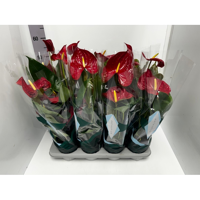 <h4>Anthurium Andreanum Nevada 14Ø 50cm 5fl</h4>
