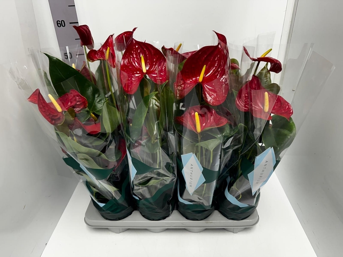 Anthurium Andreanum Nevada 14Ø 50cm 5fl