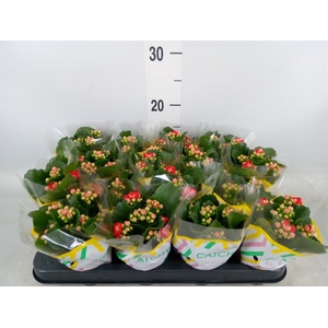 Kalanchoe blos. 'Calandiva Rubio'