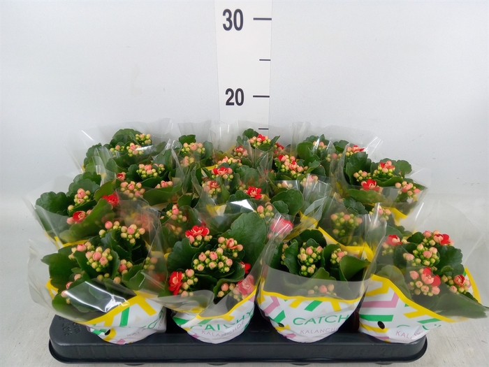 <h4>Kalanchoe blos. 'Calandiva Rubio'</h4>